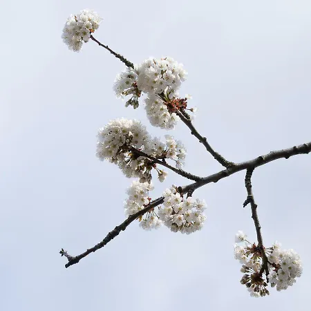 Alojamento de Acomodação e Pequeno-almoço Onder De Kersenboom Hilversum